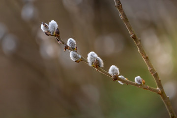 Wall Mural - Pussy-willow branches with catkins, spring background