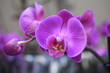 Orchidee Phalaenopsis Schmetterlingsorchidee Orchids Nachtfalterorchidee Orchidaceae Zimmerpflanze Blüte violett lila