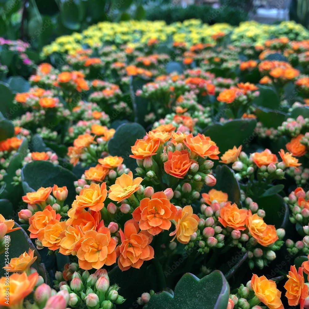 Stock-Foto Kalanchoe blossfeldiana flammendes Ktchen Zimmerpflanze orange  Blten pflegeleicht Lieblingspflanze | Adobe Stock