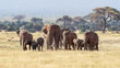 Bull elephant with a herd of females and babies in Amboseli, Kenya