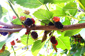 Wall Mural - detail of mulberries plant