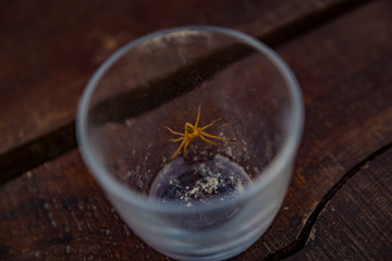 spider in an empty glass