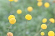 Silberfiederpolster Cotula hispida gelb Staude Gartenpflanze winterhart mehrjährig Polsterstaude Steingarten 