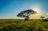 Fototapeta Sawanna - View of the sunset on the savannah of Nairobi