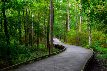 A wooden bridge flowing around trees and onto a trail