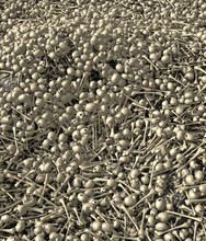 Large Field And Pile Of Human Skulls And Bones