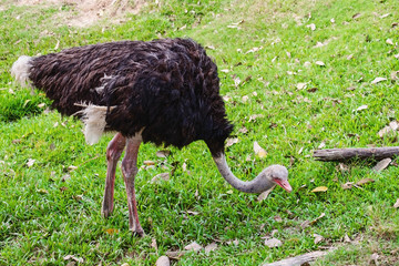 ostrich against green natural background for animal and wildlife concept