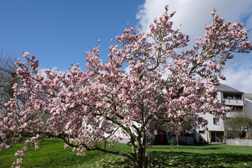 Canvas Print - sommet de magnolia