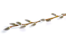 Willow Branch Spring On White Background Isolation