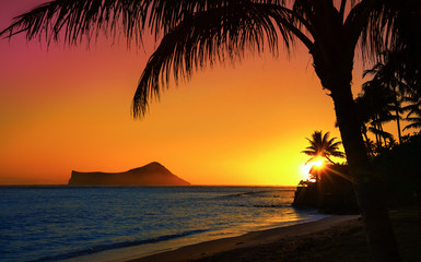 Sunset in Oahu with ocean and palm trees