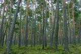 Fototapeta Perspektywa 3d - Nature in Burgos. Spain