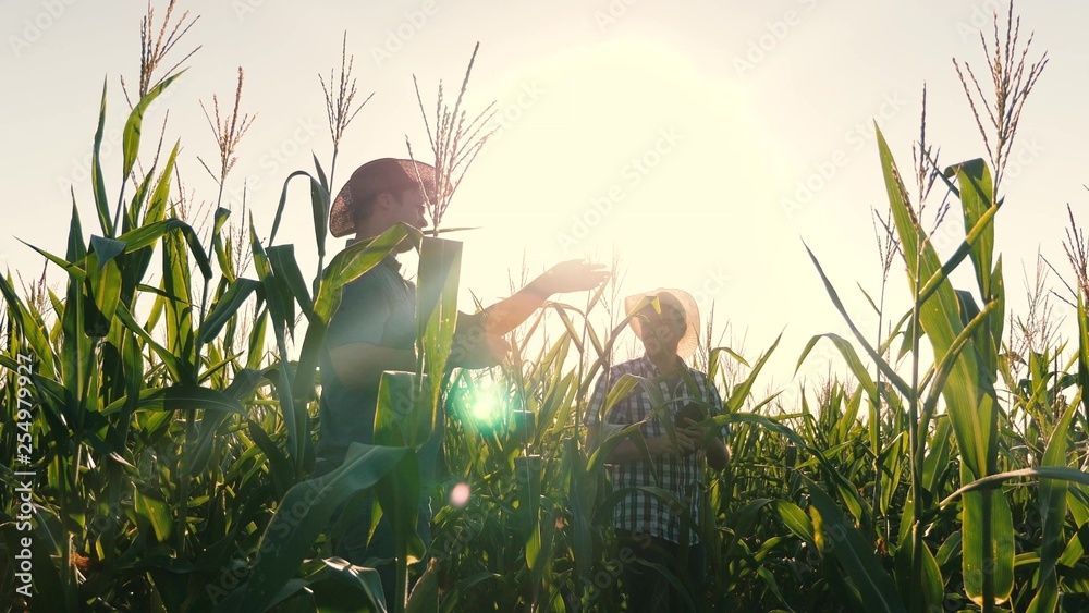 concept of agricultural business. agronomist man inspects a flowering field and corn cobs. Businessman with tablet checks cornfield. job businessman in agriculture. - obrazy, fototapety, plakaty 