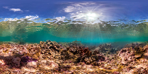 Wall Mural - 360 of shark in Palmyra