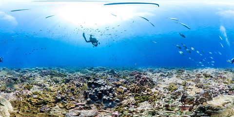 Wall Mural - 360 of divers over healthy coral