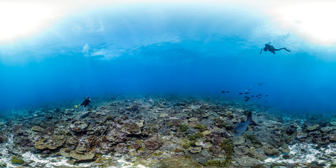 Wall Mural - 360 of divers over healthy reefscape