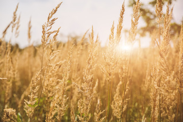 Dry spikelets of the high grass are growing in the autumn field. Herbs of wheat in the nature. Beautiful plants background with grey sky.