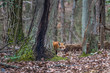 Wild Red Fox peeking from behind a tree in a Maryland forest