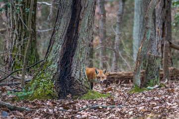 Wall Mural - Wild Red Fox peeking from behind a tree in a Maryland forest
