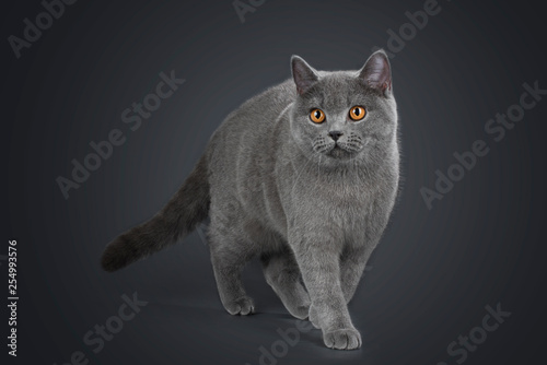 British Shorthair Cat On A Grey Background Buy This Stock Photo