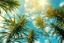 Cannabis Plants On Field With Blue Sky And Sun On Background