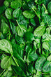 Top view on fresh organic spinach leaves. Healthy green food and vegan background.