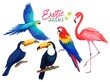 Exotic birds, cartoon style