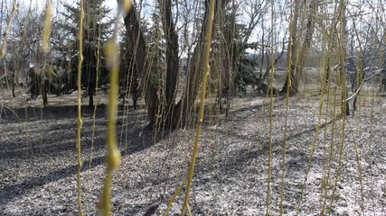 Wall Mural - View through the dry branches of the willow forest light Park in the city.