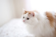 beautiful fat white ginger cat looks to the side