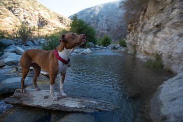 dog at river