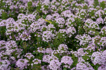 Wall Mural - Pink alssum flowers close up floral background