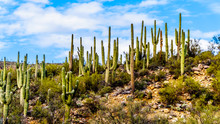 An Abundance Of Saguaro Cacti Surrounding Sycamore Creek In The McDowell Mountain Range In Northern Arizona At The Log Coral Wash Exit Of Arizona SR87