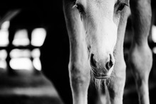Cute Colt Foal Horse Close Up In Black And White, Vintage Style Farm And Ranch Image.
