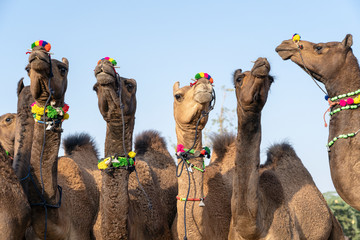 Wall Mural - Camels in desert Thar during Pushkar Camel Fair, Rajasthan, India