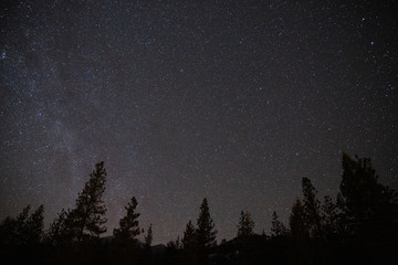 astrophotography starry night sky with trees silhouetted