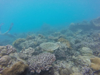 Wall Mural - seychelles coral