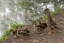 Mama Duck Alertly Protecting Her Fuzzy Ducklings