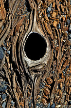 Knot Hole Abstract