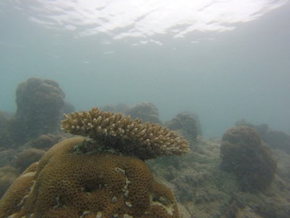 Wall Mural - seychelles coral reefs