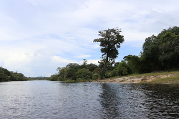 tree on bank of the river