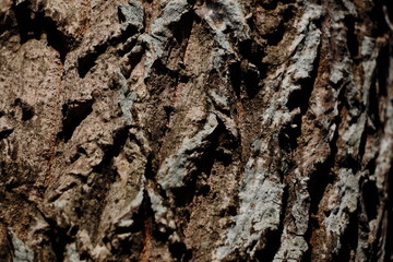 Wall Mural - Texture - a bark of an old tree