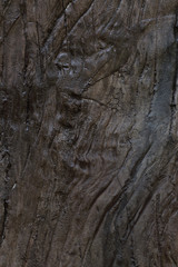 Wall Mural - Texture - a bark of an old tree