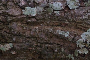 Wall Mural - Texture - a bark of an old tree