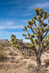 Canvas Print - Joshua tree national park