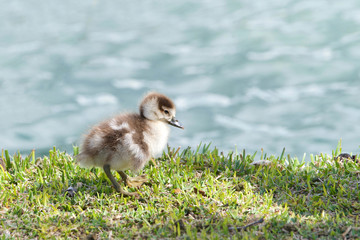 Egyptian geese gosling walking on green grass with water in background, alone. Egyptian geese were considered sacred by the Ancient Egyptians, and appeared in much of their artwork.