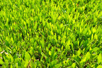 green plant texture