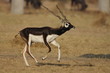 Black Buck from India's open sanctuary 
