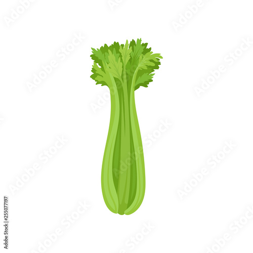 Cuadros en Lienzo Celery stalk and foliage on white background.