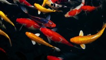 Beautiful Colorful Pet Of Koi Carps Fish Or Mirror Carp Fishes Swimming In The Water, Fancy Fish In The Pond, Slow Motion Shots