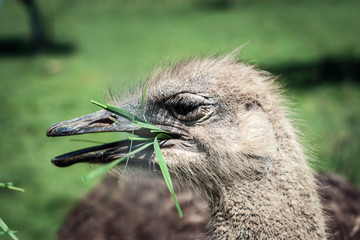 Ostrich Bird Eating Grass