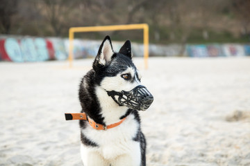  husky dog with different eyes in a muzzle on the sand beach